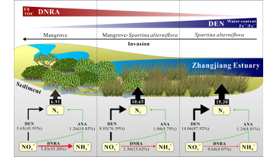 Spartina Invasion Boosts Sediment N-Loss, Lowers N Retention in Mangroves